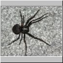 Nuctenea umbratica - Spaltenkreuzspinne w04b.jpg